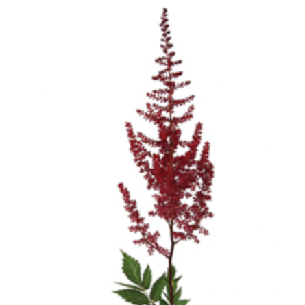 Astilbe