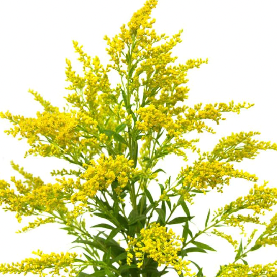 Aster | Spray