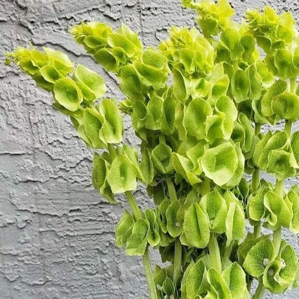 Bells of Ireland