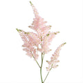 Astilbe