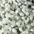 Babys Breath (Gypsophila Excellence)