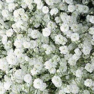 Babys Breath (Gypsophila Excellence)
